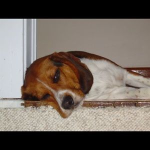 Meet your Posher, Ron